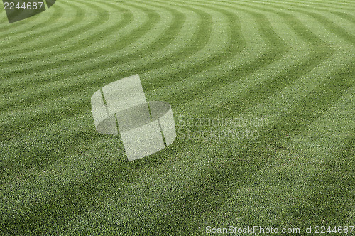 Image of Green grass pattern.