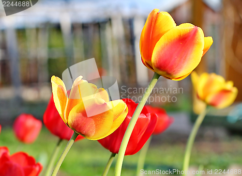 Image of  Red Tulips