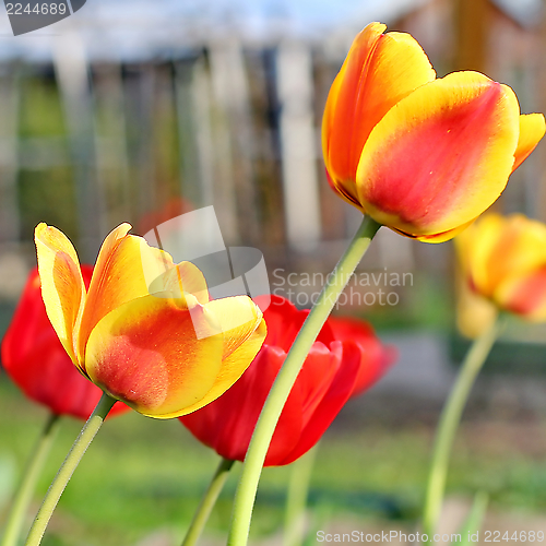 Image of  Red Tulips