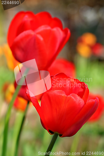 Image of  Red Tulips