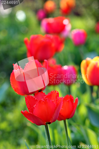 Image of  Red Tulips