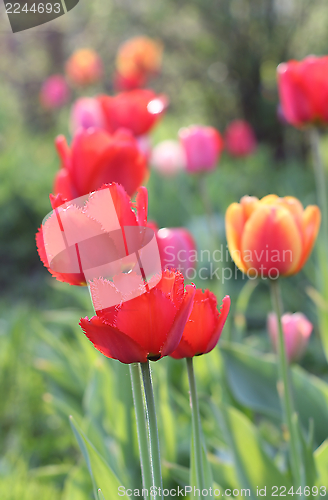 Image of  Red Tulips