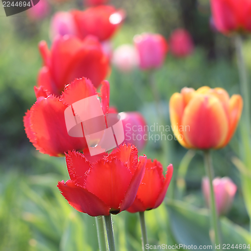 Image of  Red Tulips