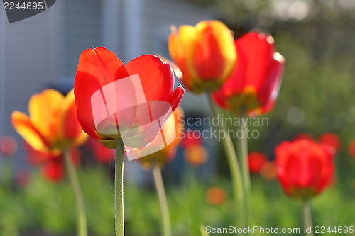 Image of  Red Tulips
