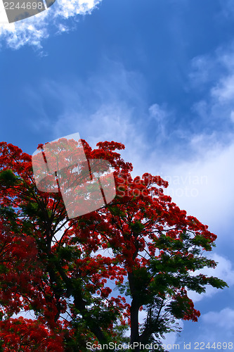 Image of Flamboyant display of flowers.