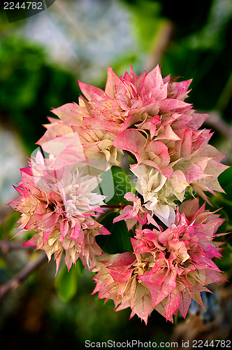 Image of Bougainvillea