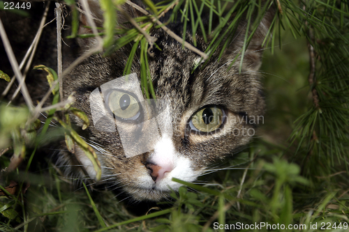 Image of Cat Peering Through Bushes