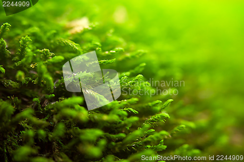 Image of  Natural green background 