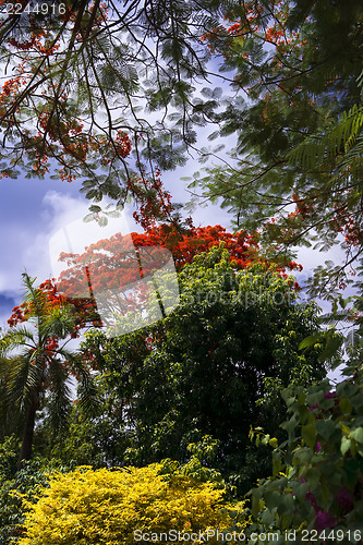 Image of Delonix Regia.