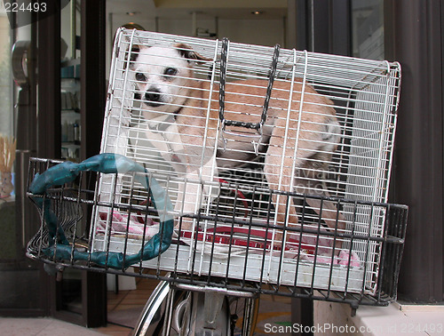 Image of Dog in a basket on a bicycle