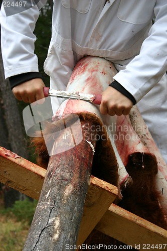 Image of Tanning a Highlander Hide