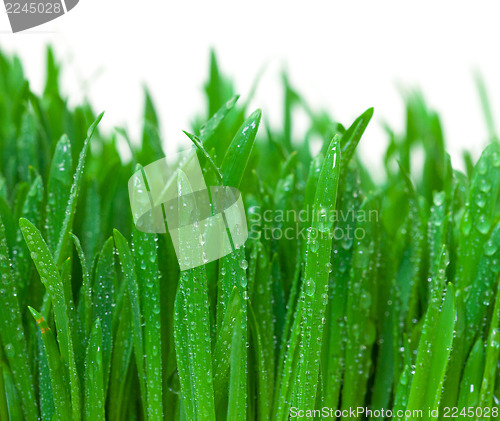 Image of Green grass with dew closeup