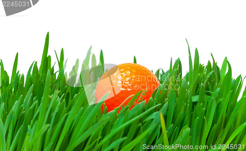 Image of Orange golf ball in the long grass