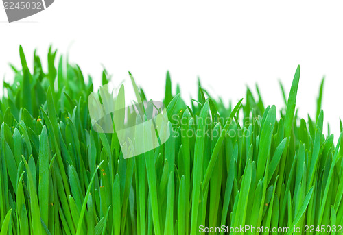 Image of Green grass closeup