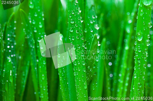 Image of Green grass with dew closeup