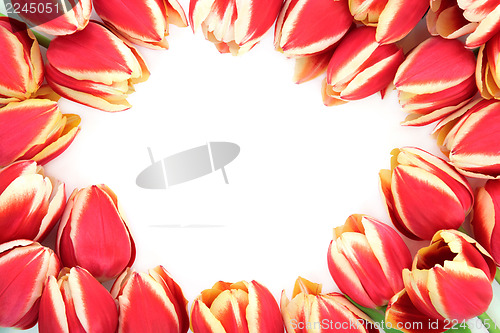 Image of Tulip Flower Border