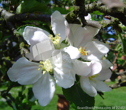 Image of Apple Blossom on the tree