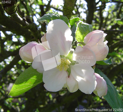 Image of Apple Blossom on the Tree