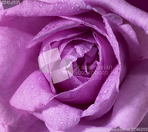 Image of wet rose flower closeup