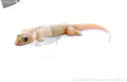 Image of Gecko. Small lizard.