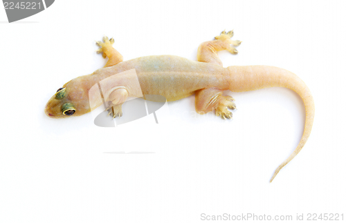 Image of Gecko. Small lizard.