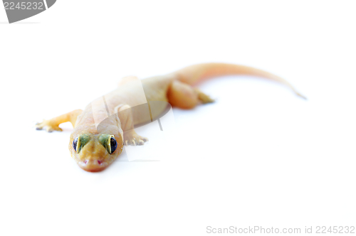 Image of Gecko. Small lizard.