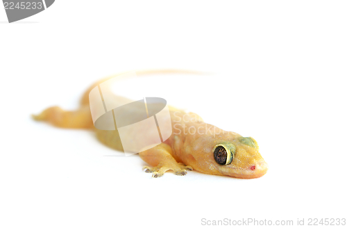 Image of Gecko. Small lizard.