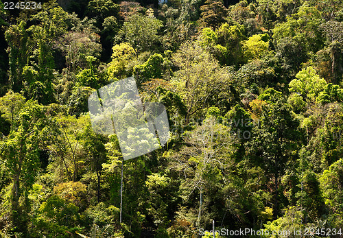 Image of Rain Forest. Abstract texture.