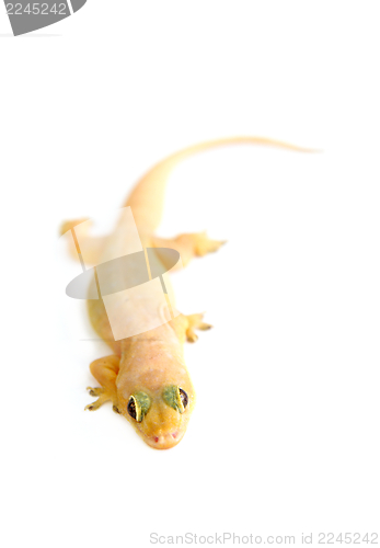 Image of Gecko. Small lizard.