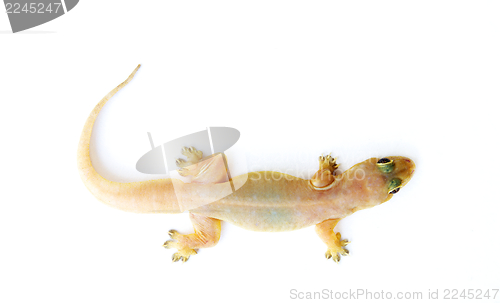 Image of Gecko. Small lizard.