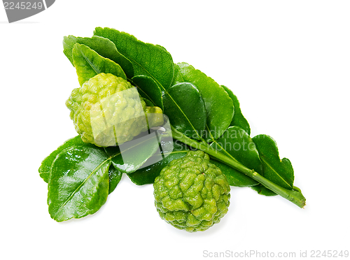 Image of Fresh green lime. Kafir