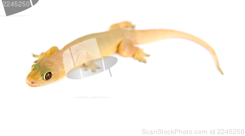 Image of Gecko. Small lizard.