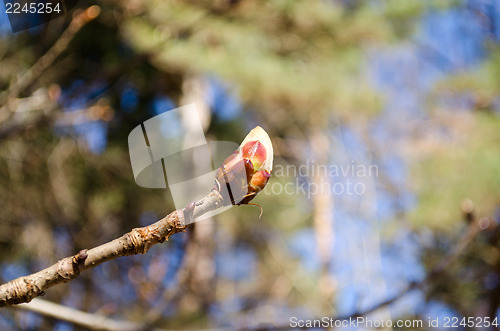 Image of conker tree horse chestnut bud spring 