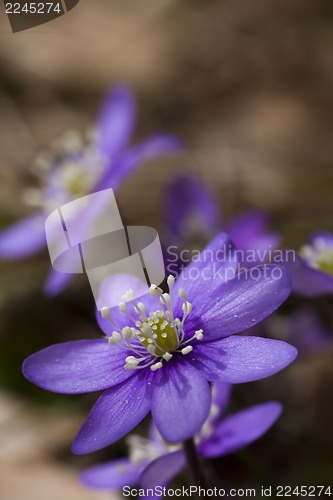 Image of blue anemone