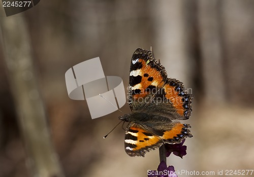 Image of small tortoiseshell