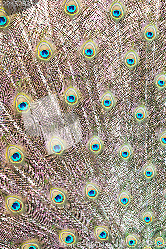 Image of Peacock feathers background