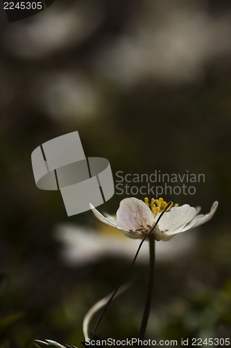 Image of wood anemone