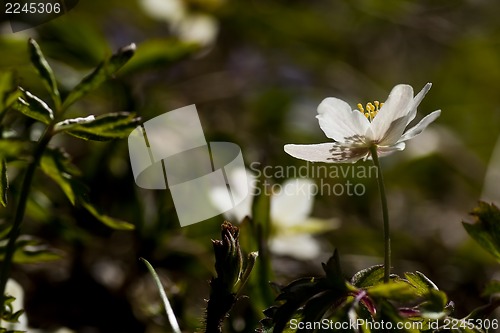 Image of wood anemone