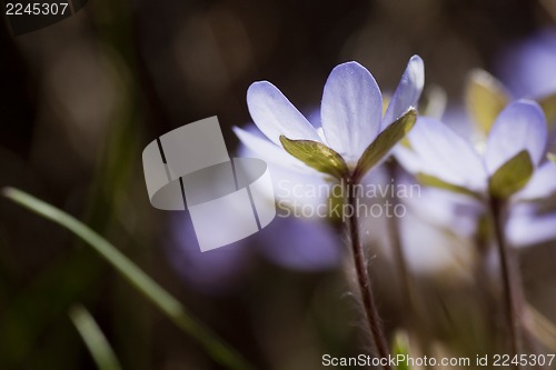 Image of hepatica nobilis