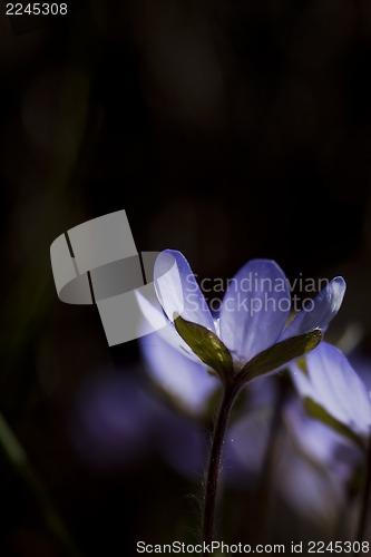 Image of blue anemone