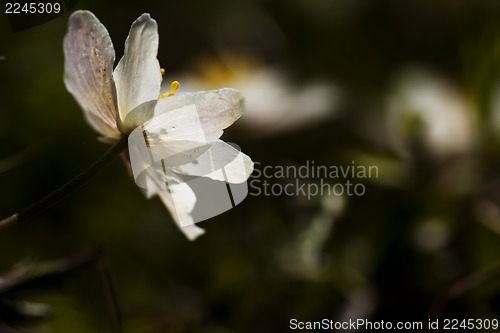 Image of anemone nemorosa