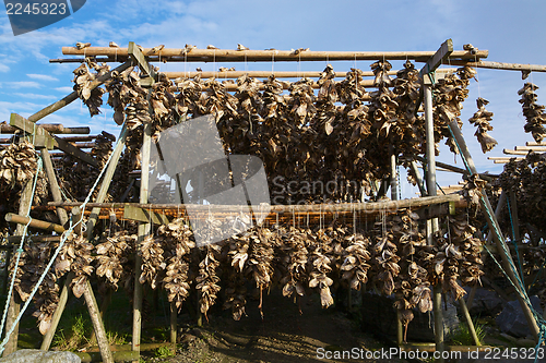 Image of Traditional stock fish in Norway