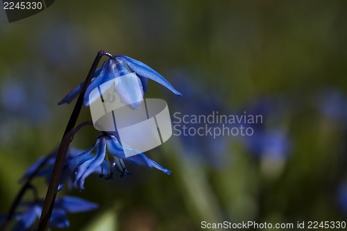 Image of scilla