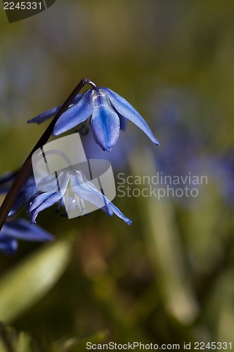 Image of scilla