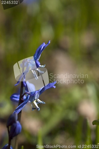 Image of scilla