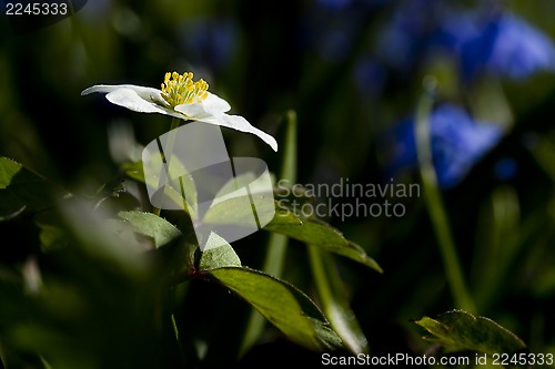 Image of anemone nemorosa