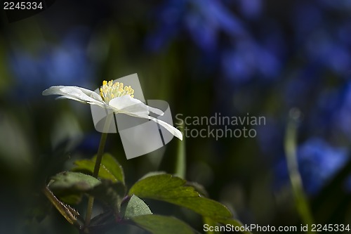 Image of wood anemone