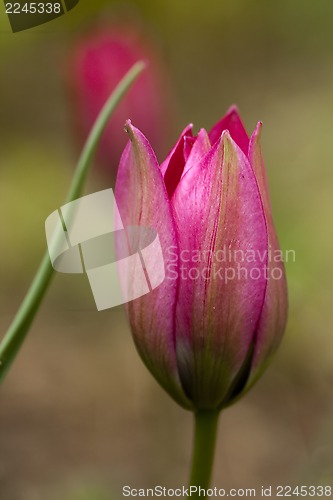 Image of tulip