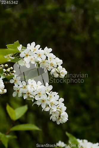 Image of hackberry