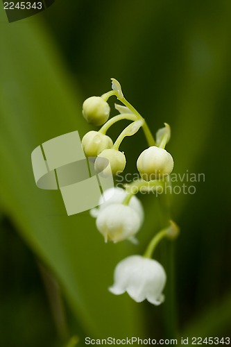 Image of lily of the valley